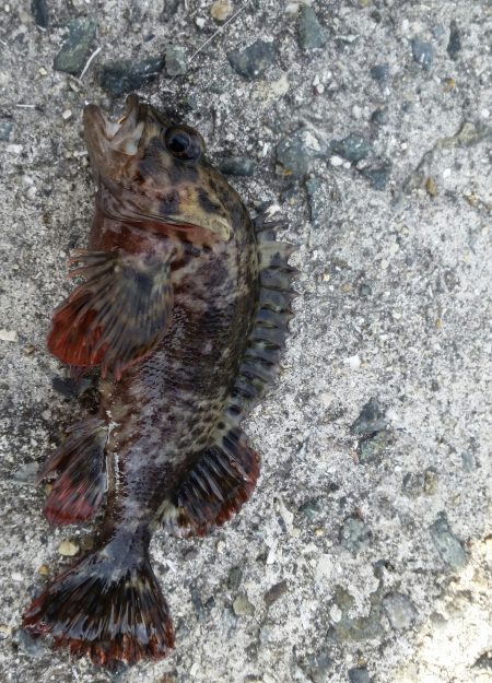 場所を変えながら なんとかガシラget